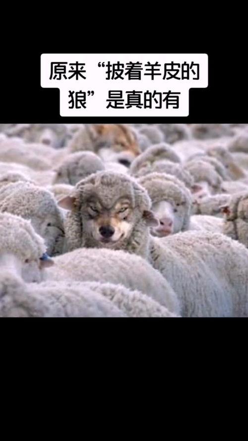 热门话题披着羊皮的狼,披着羊皮的狼的真实面目