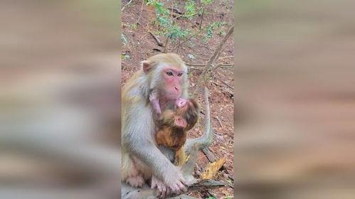 热门话题猴子上热门话题,猴子上热搜，揭秘动物界的明星效应