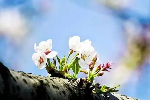 热门话题春暖花开下一句,万物复苏——探寻春天的美好与生机