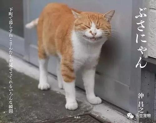 热门话题流浪猫日常生活,街头生活的温暖瞬间