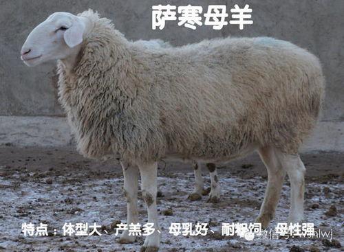养牛羊热门话题有哪些,最新热门话题盘点