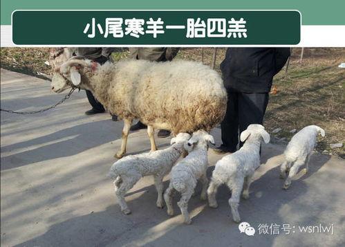 养牛羊热门话题有哪些,最新热门话题盘点