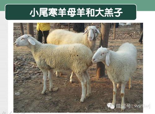 养牛羊热门话题有哪些,最新热门话题盘点