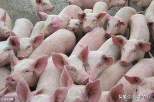 22年养猪热门话题英语,2022: Top English Topics in Pig Farming Industry