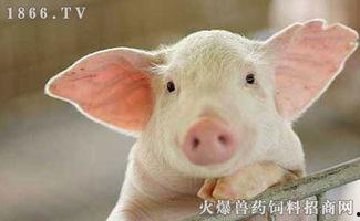 22年养猪热门话题英语,2022: Top English Topics in Pig Farming Industry