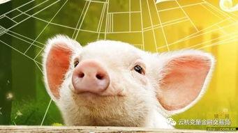 22年养猪热门话题英语,2022: Top English Topics in Pig Farming Industry