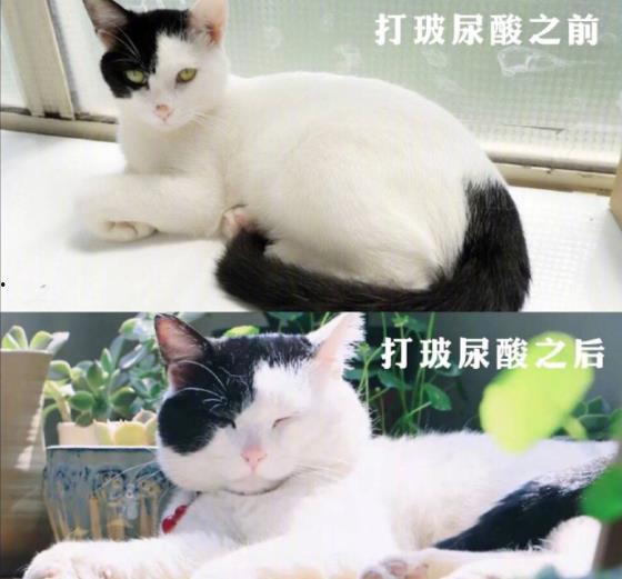 热门话题流浪猫日常漫画,流浪猫的温馨生活漫画集