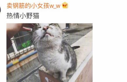 热门话题流浪猫日常漫画,流浪猫的温馨生活漫画集