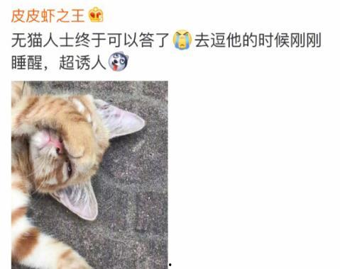 热门话题流浪猫日常漫画,流浪猫的温馨生活漫画集