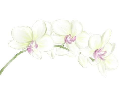 关于花的热门话题短句,探寻热门话题中的花之魅力
