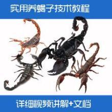蝎子养殖热门话题知乎,揭秘热门话题背后的养殖技巧与市场前景