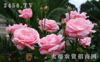 绿星月季花上热门话题,探索其成为热门话题的奥秘