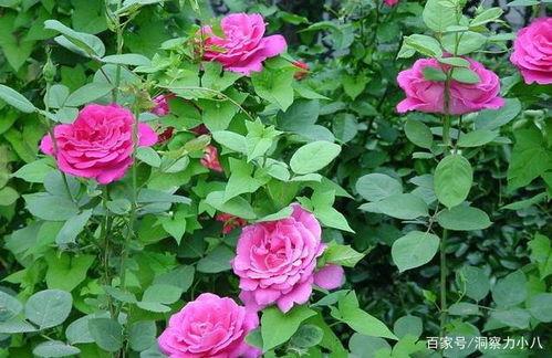 绿星月季花上热门话题,探索其成为热门话题的奥秘