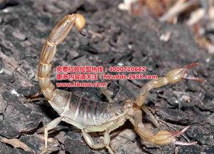 养殖蝎子热门话题知乎,揭秘热门话题背后的养殖技巧与市场前景