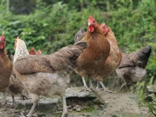 热门话题农家散养走地鸡,农家散养走地鸡的独特魅力