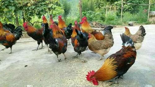 热门话题农家散养走地鸡,农家散养走地鸡的独特魅力