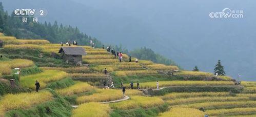 乡村风景视频 热门话题,探寻自然与人文交融的乡村风情