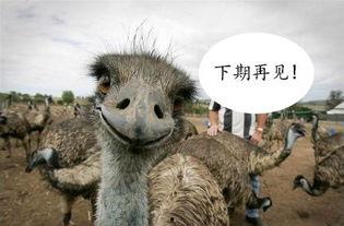 热门话题人与动物交配,揭秘人与动物交配的争议与真相