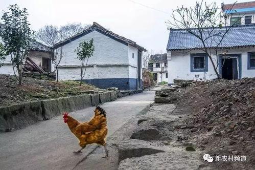 企石东山村老头热门话题,揭秘热门话题背后的故事