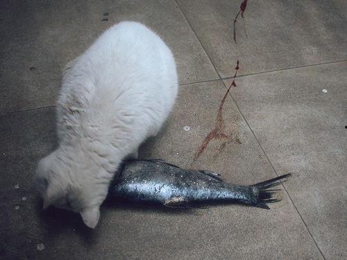 鱼的热门话题是什么,揭秘海洋生物的奥秘与魅力