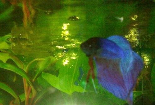 鱼的热门话题是什么,揭秘海洋生物的奥秘与魅力