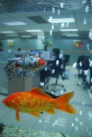 鱼的热门话题是什么,揭秘海洋生物的奥秘与魅力