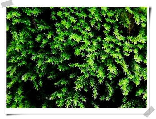 热门话题春天上热门话题,探寻春天的热门话题与美好瞬间