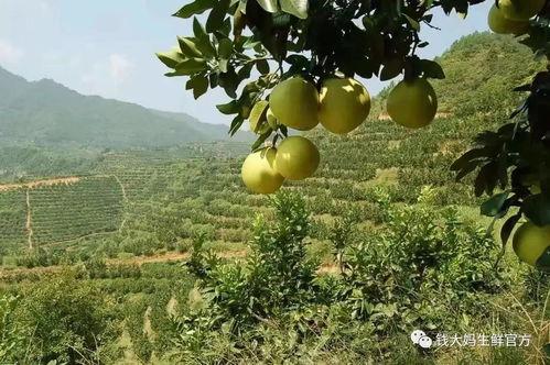 葛茶柚上热门话题